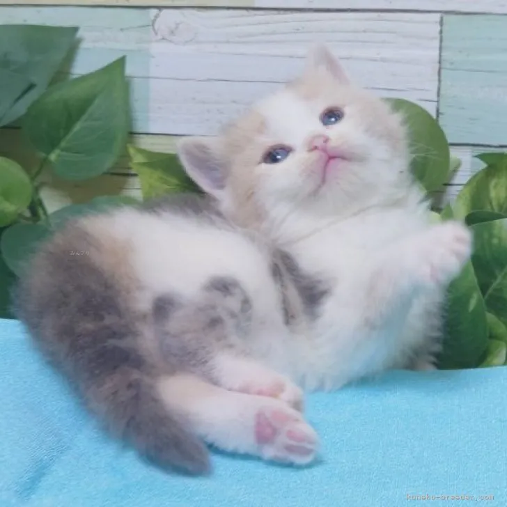ID：2311-02078の子猫