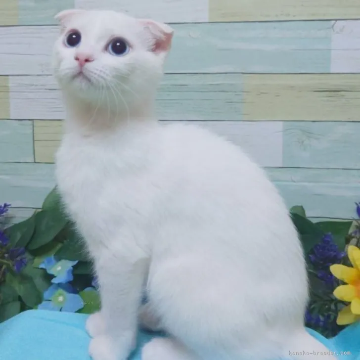 ID:2309-02873の子猫