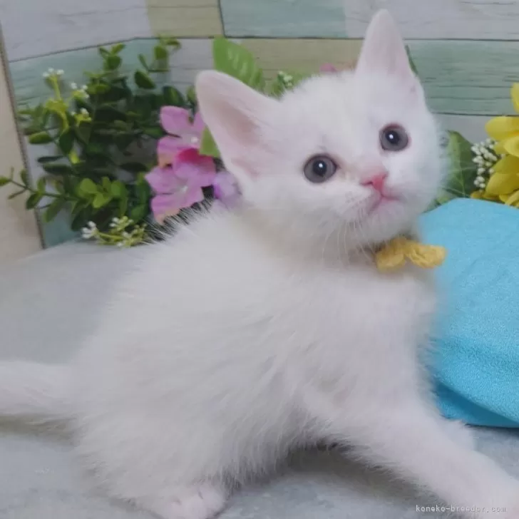 ID：2401-01891の子猫