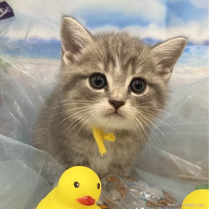ID：2408-01315の子猫