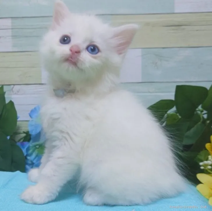ID:2312-00313の子猫