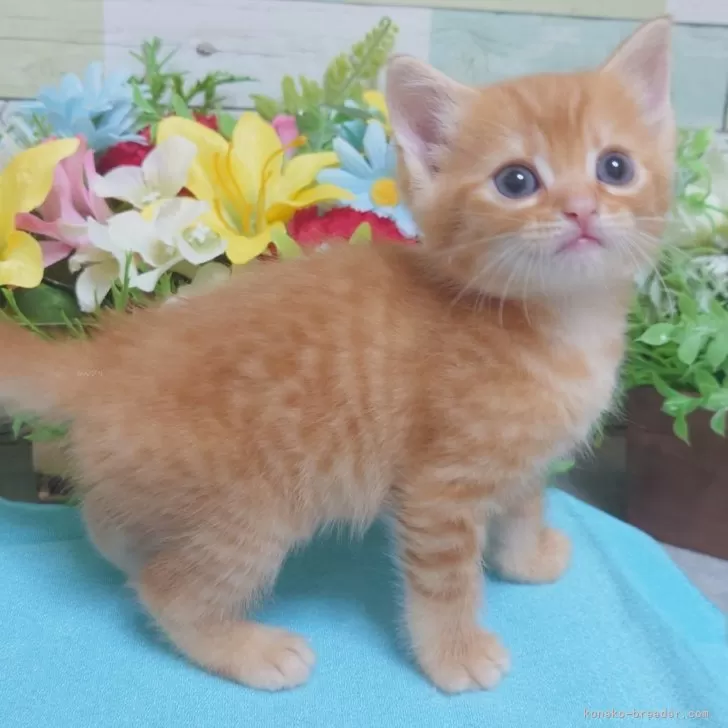 ID:2406-00115の子猫