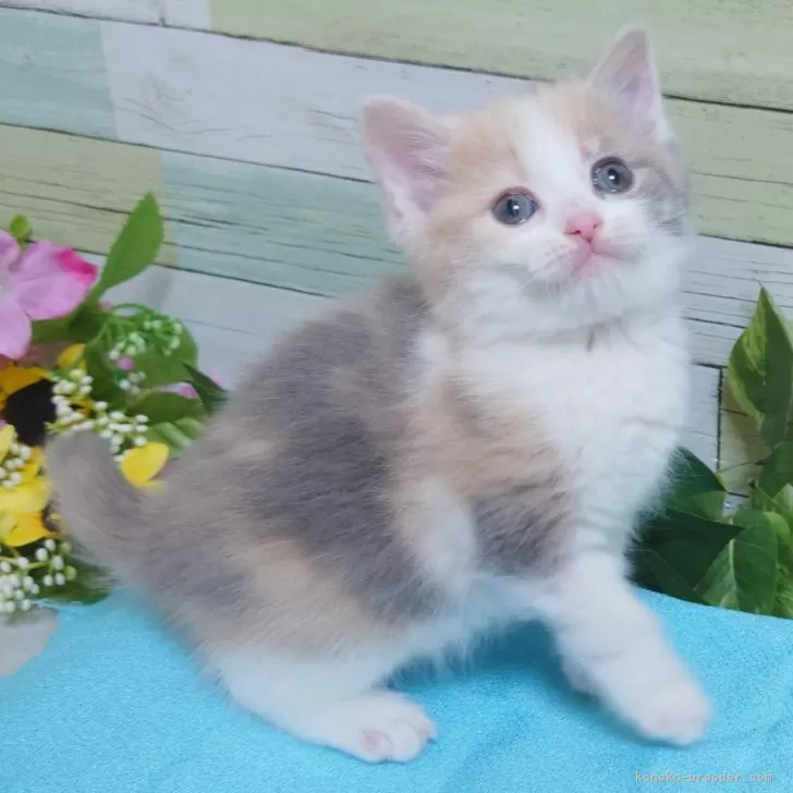 ID：2402-00951の子猫