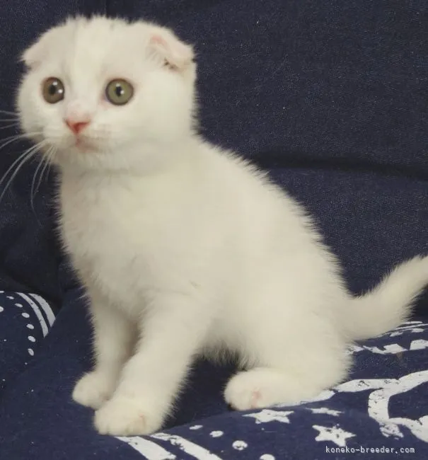 ID：2206-00543の子猫