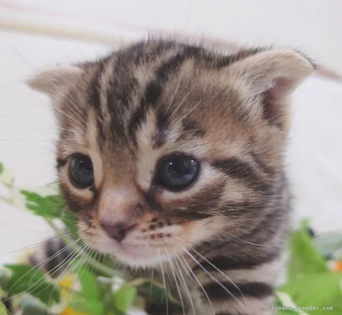 ID:2201-01249の子猫