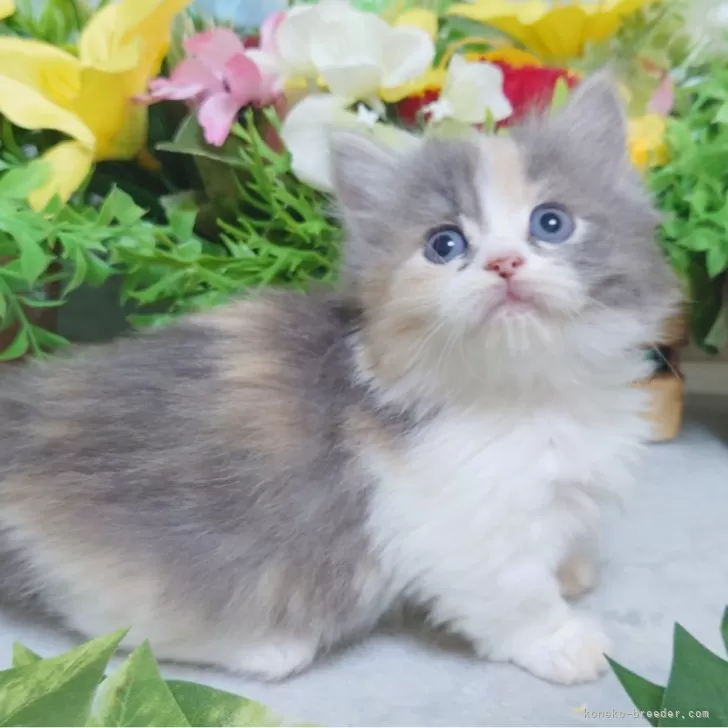 ID：2409-02651の子猫