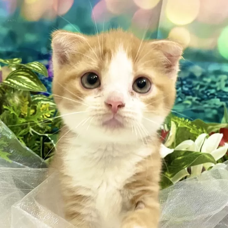 ID：2408-01935の子猫