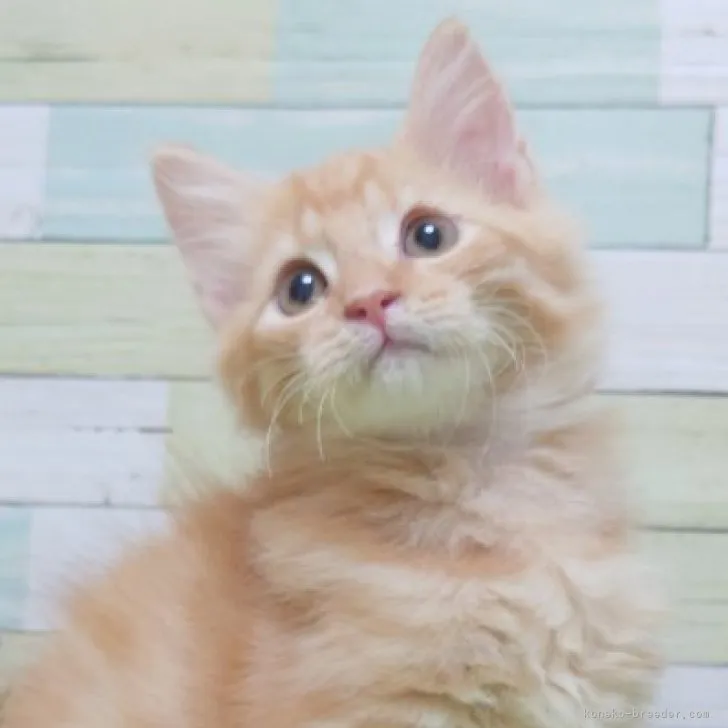 ID:2307-02476の子猫