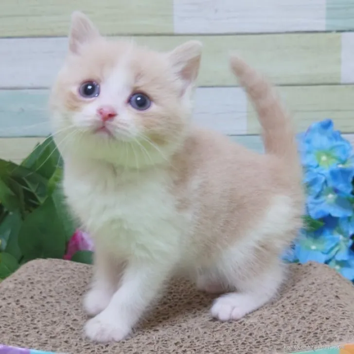 ID：2306-01770の子猫