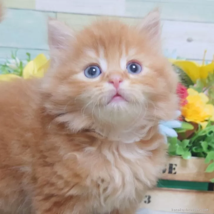 ID:2410-03031の子猫