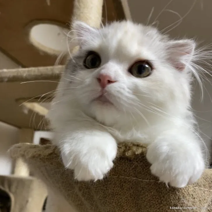 ID：2304-02202の子猫