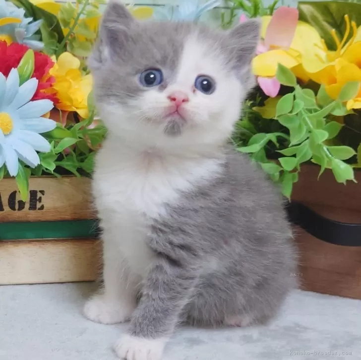 ID:2407-01251の子猫