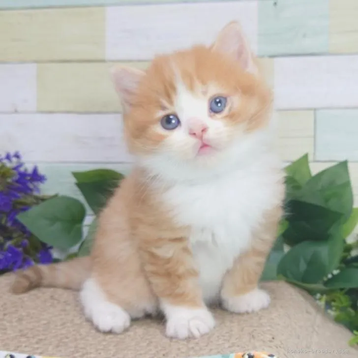 ID:2211-00496の子猫