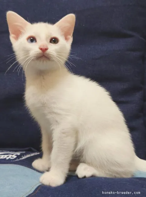 ID:2205-02791の子猫