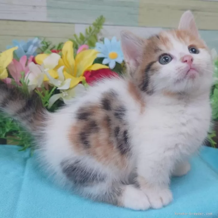 ID：2404-02767の子猫