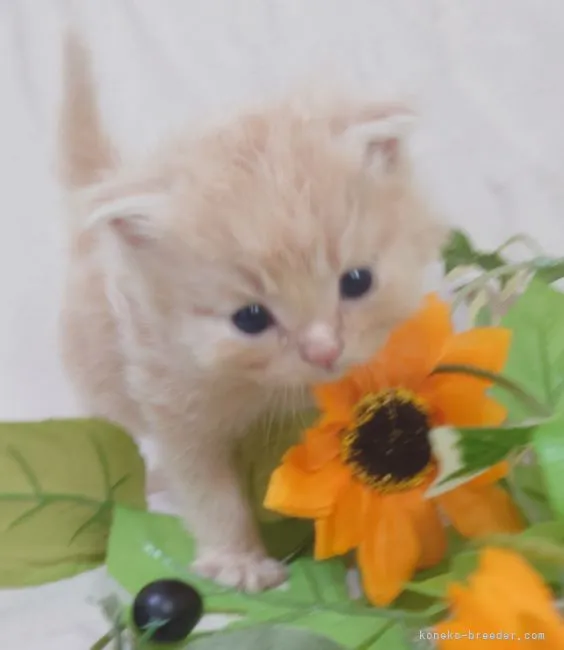 ID：2109-01229の子猫