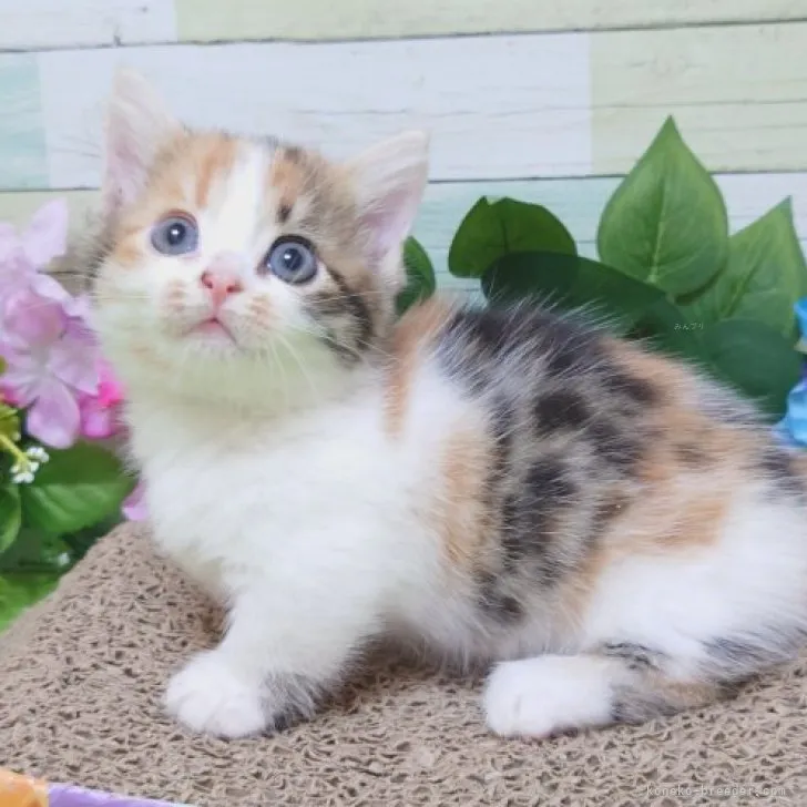 ID：2309-02881の子猫