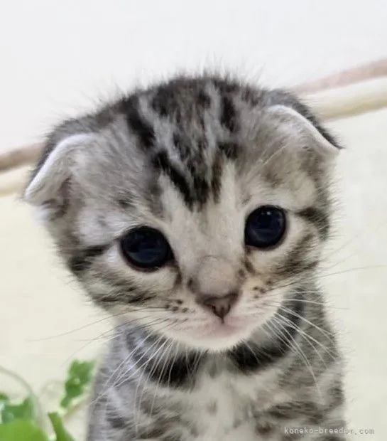ID:2201-01247の子猫