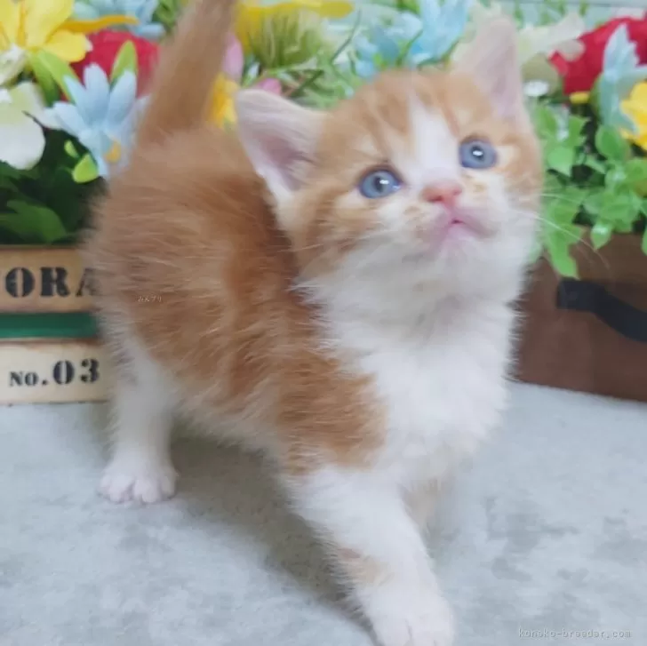 ID：2407-00021の子猫