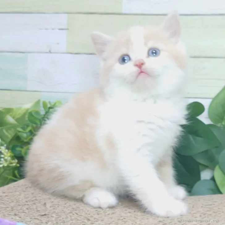 ID：2303-02229の子猫