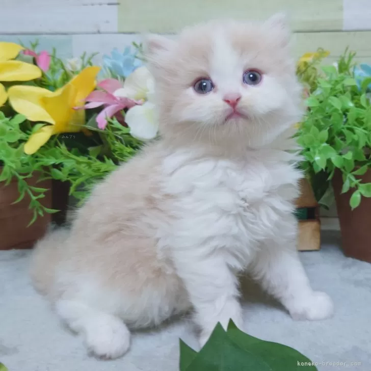 ID：2409-02644の子猫