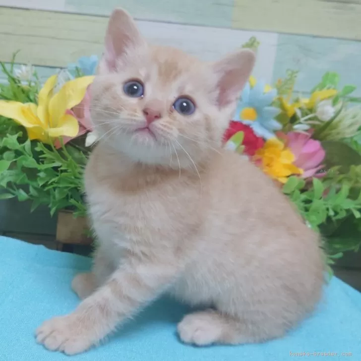 ID:2406-00116の子猫