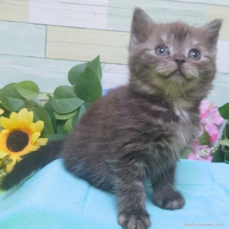 ID:2312-00314の子猫