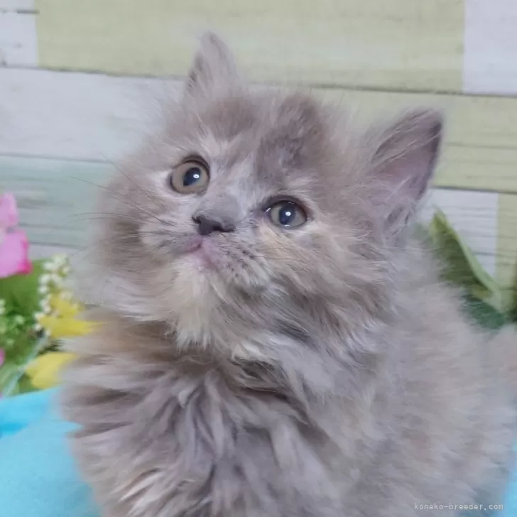 ID:2402-00953の子猫