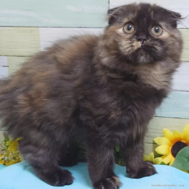 ID:2311-02258の子猫