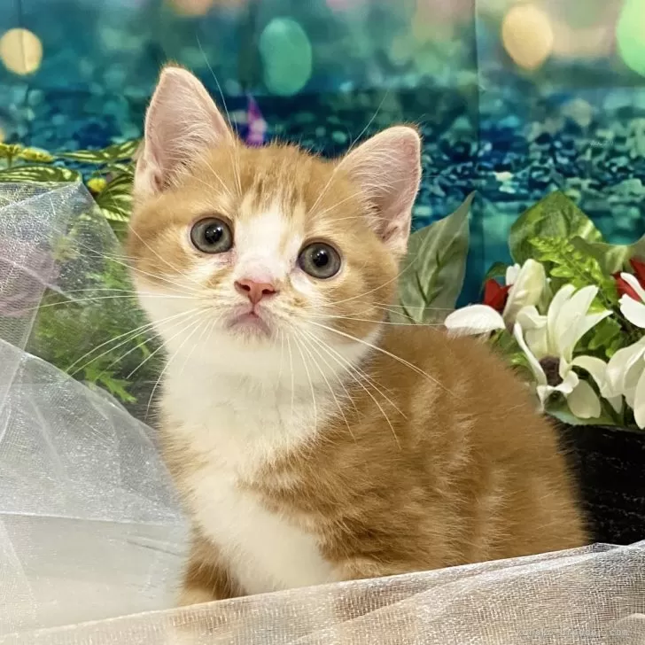 ID:2408-01939の子猫