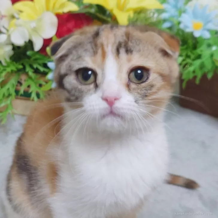ID：2412-00765の子猫