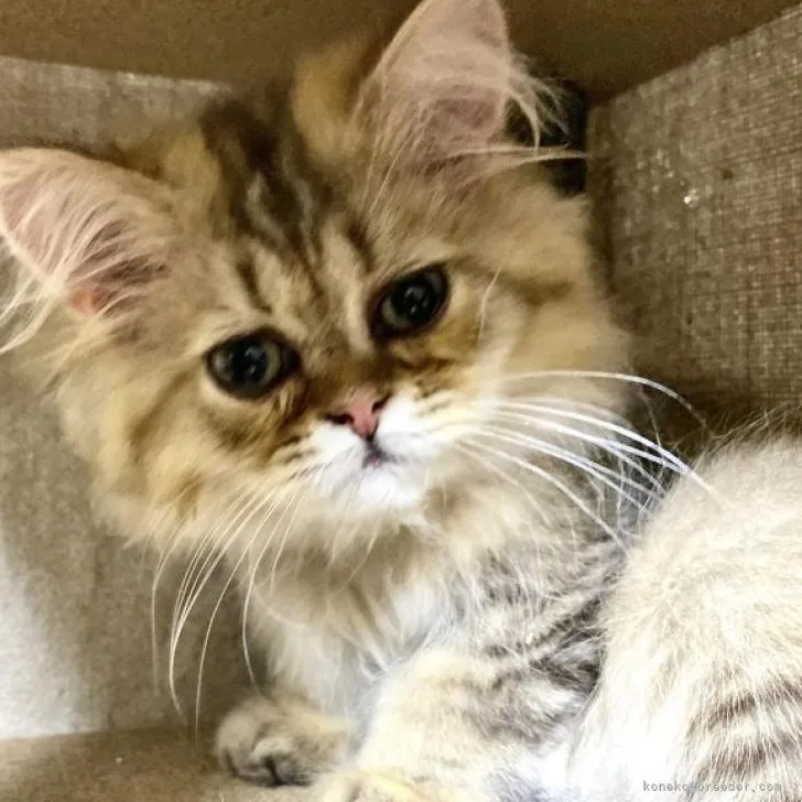 ID:2205-00324の子猫