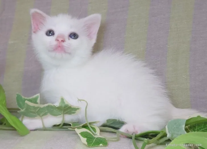 ID:2107-02463の子猫