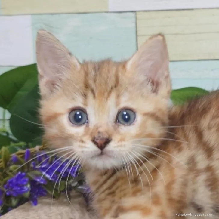 ID:2210-00968の子猫