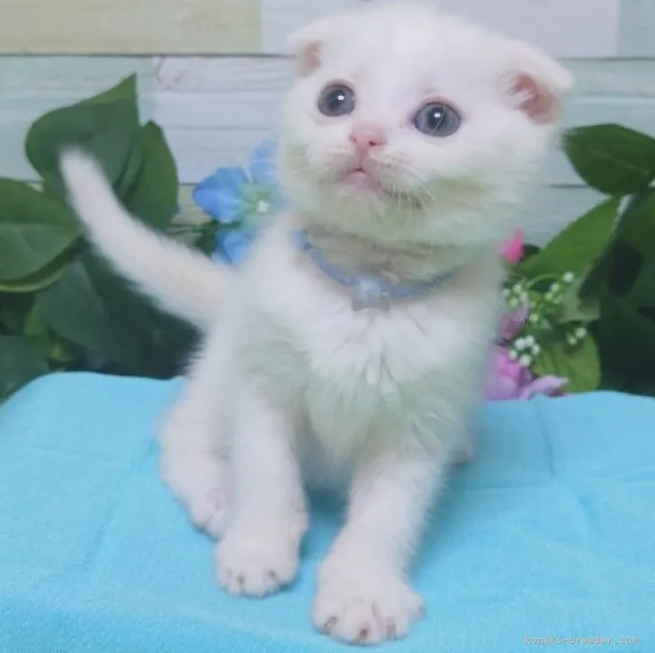 ID:2312-00312の子猫