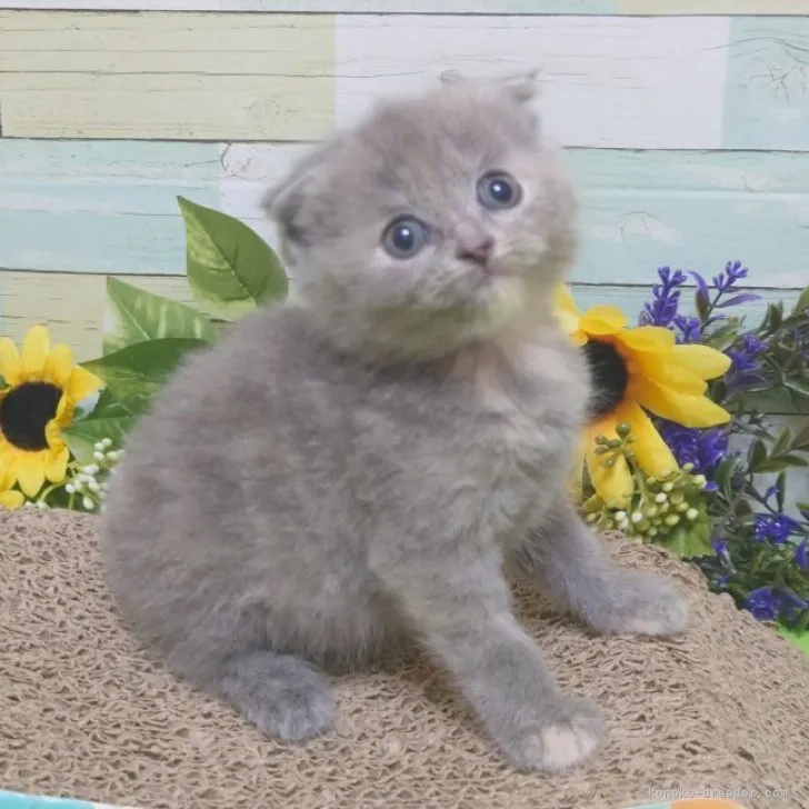 ID:2308-02357の子猫