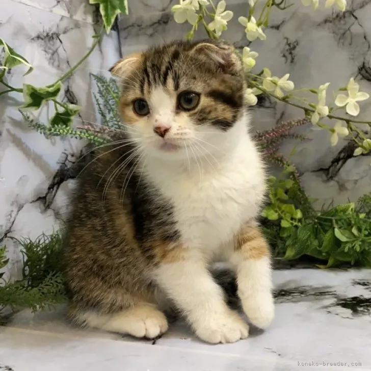 ID:2304-02047の子猫