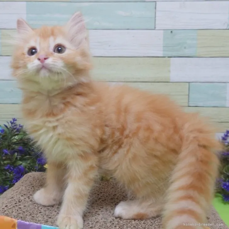 ID：2307-02479の子猫