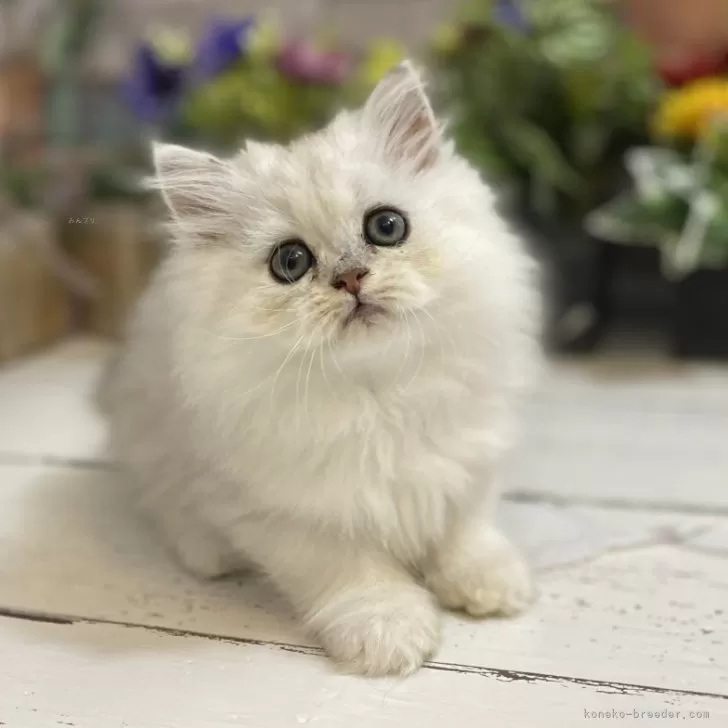 ID：2402-02016の子猫