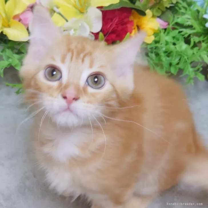 ID:2411-01929の子猫