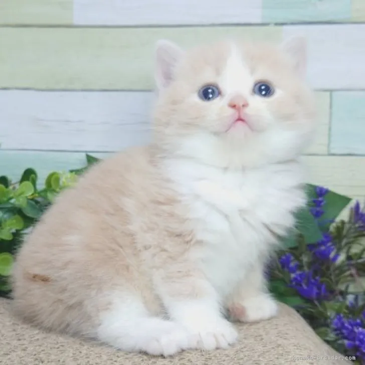 ID:2303-02227の子猫