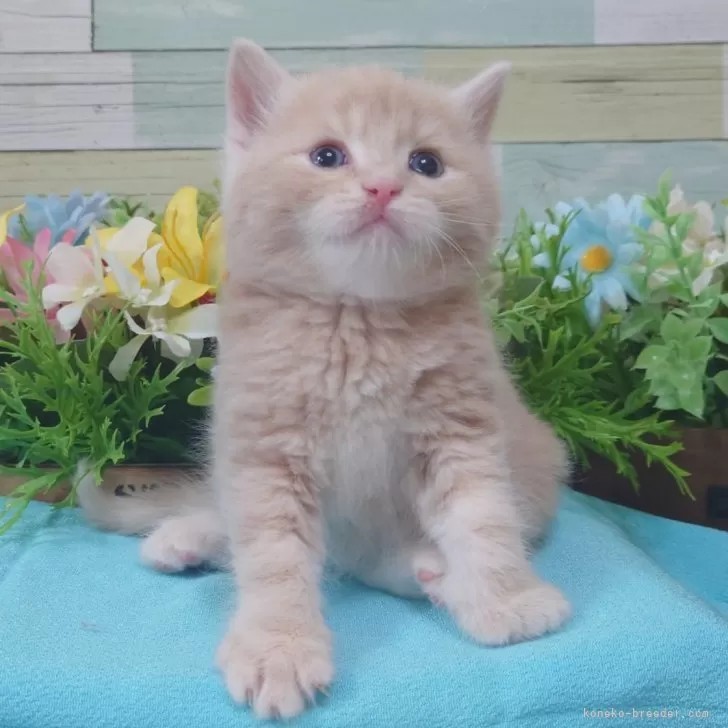 ID:2404-02772の子猫