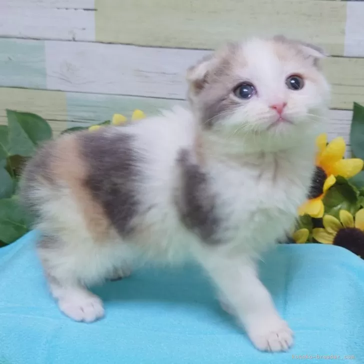 ID:2312-01965の子猫