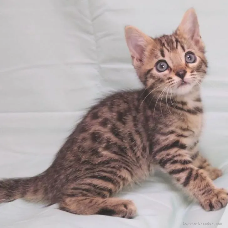 ID：2208-00362の子猫