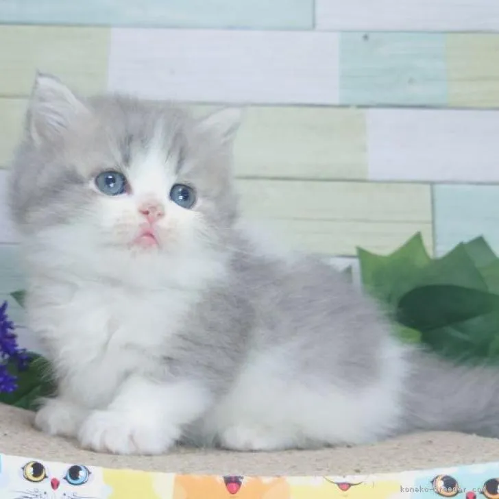 ID:2211-00497の子猫
