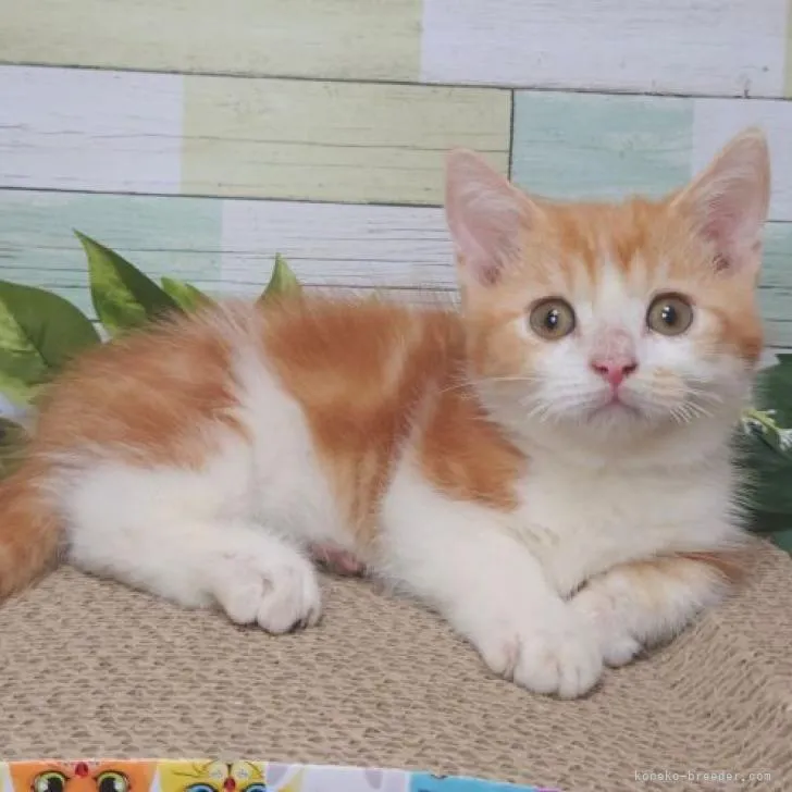 ID:2209-02131の子猫