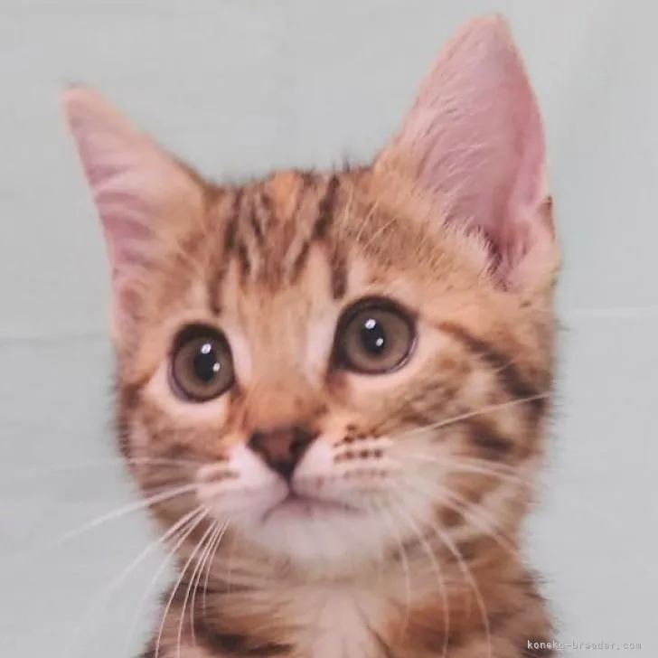 ヒロ 様のお迎えした子猫