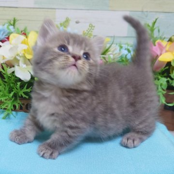 マンチカン(短足)【大阪府・男の子・2024年5月7日・ブルーマッカレルタビー】の写真「超可愛い❤愛嬌のある男の子💕」