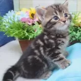 スコティッシュフォールド(立ち耳)【大阪府・女の子・2024年3月22日・ブラウンタビー】の写真1