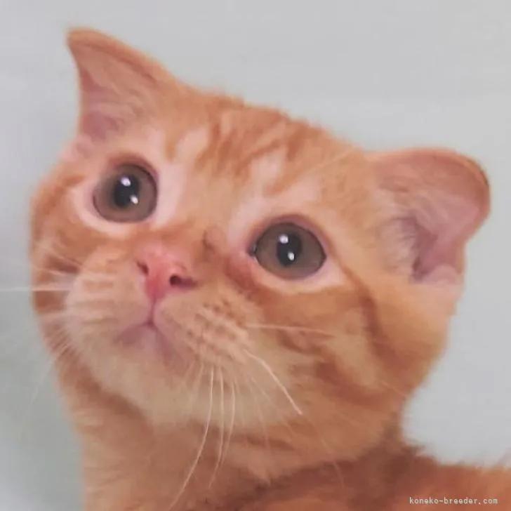 ID:2208-00365の子猫